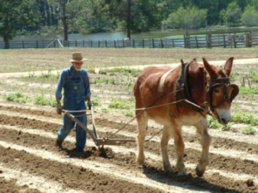 Photo from the Georgia Agrirama